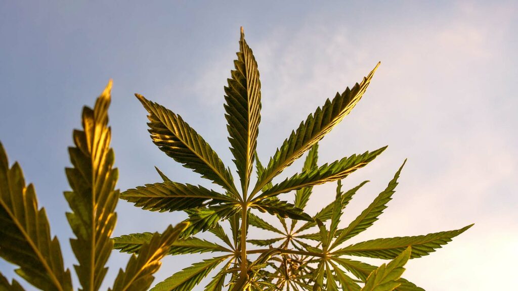 Close up of cannabis leaves with sky in the background